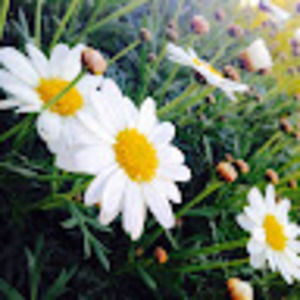 Meet your Posher, Jocelyn